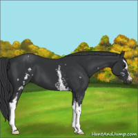 Horse Color:White Spotted Black