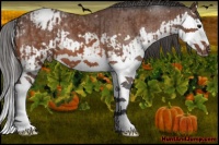 Horse Color:Bay Splash Appaloosa and Bay Splash Appaloosa