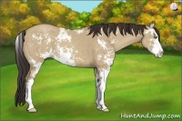 Horse Color:Classic Champagne Dun Sabino