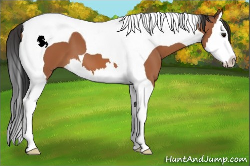 Horse Color:Bay Sabino Splash Tobiano 