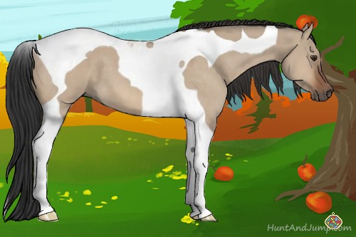 Horse Color:Bay Dun Tobiano 