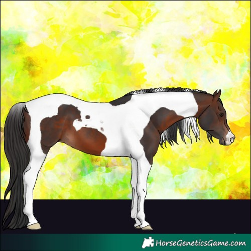 Horse Color:Brown Tobiano 