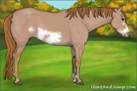 Horse Color:Watercolor Red Dun Sabino Frame Rabicano 