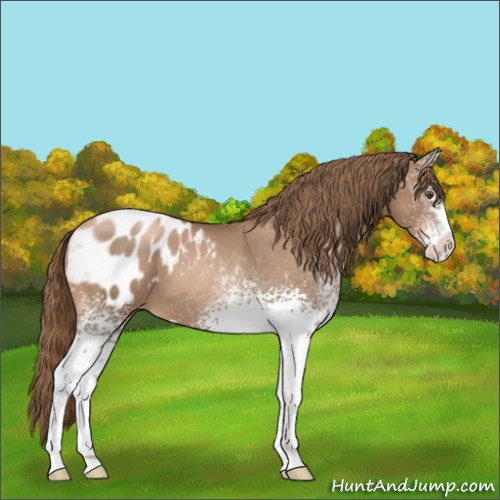 Horse Color:White Spotted Liver Chestnut Pearl Sabino Appaloosa 