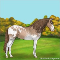 Horse Color:White Spotted Liver Chestnut Pearl Sabino Appaloosa 