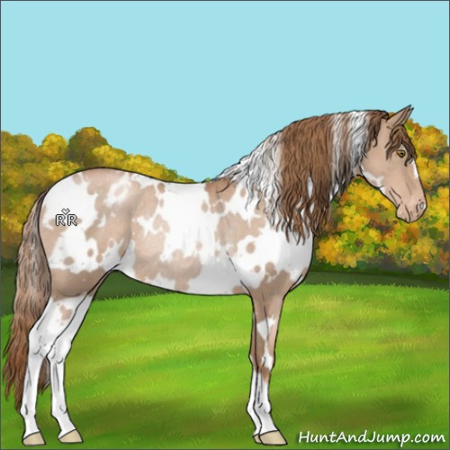 Horse Color:White Spotted Liver Chestnut Pearl Varnish Rabicano