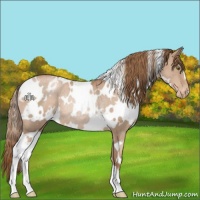 Horse Color:White Spotted Liver Chestnut Pearl Varnish Rabicano 