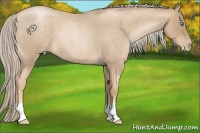 Horse Color:Chocolate Palomino Roan Pearl