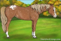 Horse Color:Chestnut Splash Snowflake Varnish 