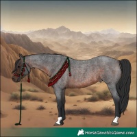 Horse Color:Brown Roan 