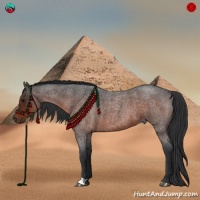 Horse Color:Brown Roan