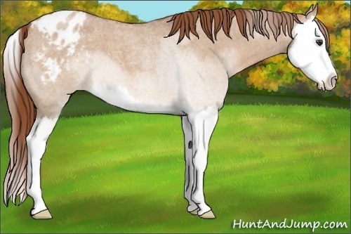 Horse Color:Red Dun Roan Splash Appaloosa 