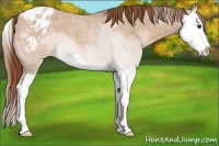 Horse Color:Red Dun Roan Splash Appaloosa 