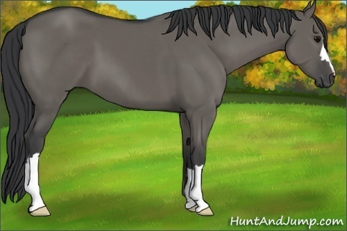 Horse Color:Grullo 
