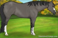 Horse Color:Grullo 
