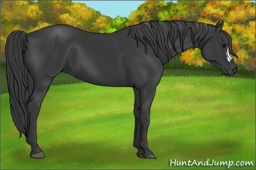 Horse Color:Black 