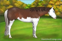 Horse Color:Liver Chestnut Splash