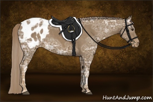 Horse Color:Chocolate Palomino Ice Appaloosa 