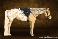 Horse Color:Palomino Appaloosa 