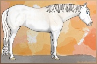 Horse Color:Silver Sable Champagne Ice Pearl Dun Sabino Splash Appaloosa 