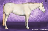 Horse Color:Buckskin Pearl Splash Frame 