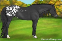 Horse Color:Black Appaloosa
