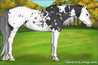 Horse Color:White Spotted Black Splash Appaloosa 