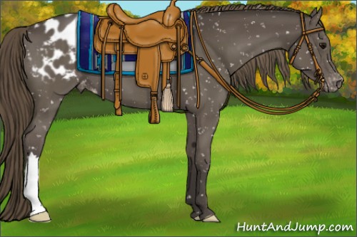 Horse Color:Smoky Black Appaloosa 