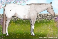 Horse Color:Chestnut Appaloosa
