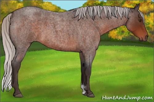 Horse Color:Silver Brown Roan