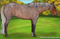 Horse Color:Silver Brown Roan