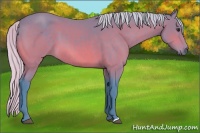 Horse Color:Watercolor Silver Brown