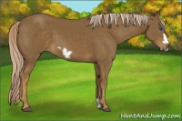 Horse Color:Chocolate Palomino Frame 
