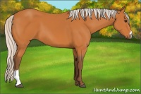 Horse Color:Silver Buckskin 