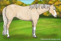 Horse Color:Silver Buckskin Ice Roan Splash 