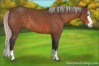 Horse Color:Silver Buckskin Roan Splash 