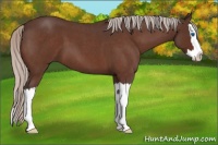 Horse Color:Silver Brown Roan Sabino Splash 