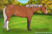 Horse Color:Silver Bay 