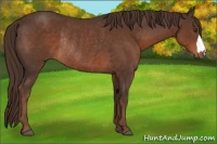 Horse Color:Liver Chestnut Rabicano 