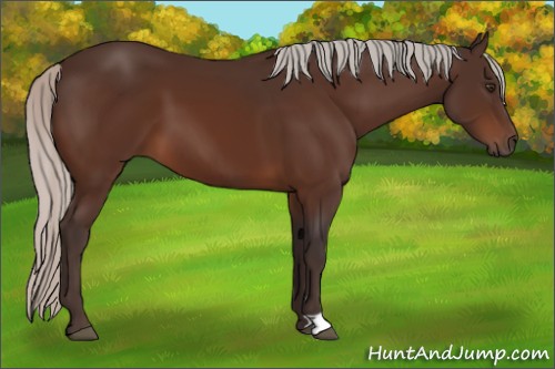 Horse Color:Silver Bay 