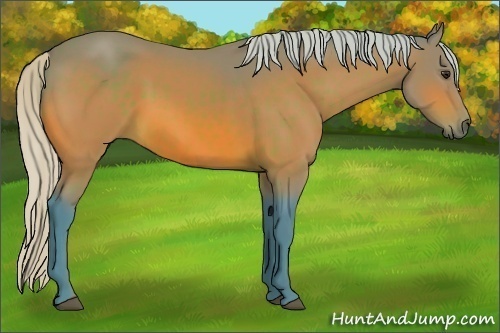 Horse Color:Watercolor Silver Brown