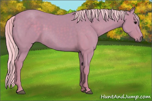 Horse Color:Watercolor Silver Black Rabicano 