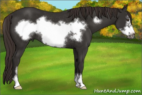 Horse Color:Liver Chestnut Sabino Frame Rabicano