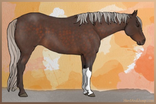 Horse Color:Silver Brown Roan 