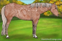 Horse Color:Silver Bay Ice Rabicano 