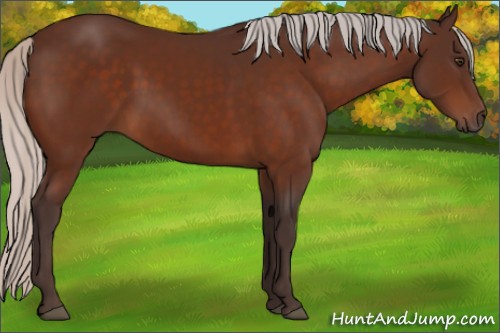 Horse Color:Silver Brown Rabicano 