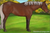 Horse Color:Silver Brown Rabicano