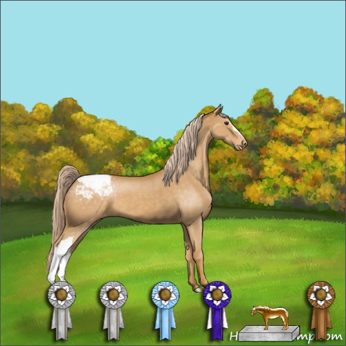 Horse Color:Palomino Appaloosa 