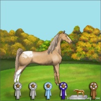 Horse Color:Palomino Appaloosa 