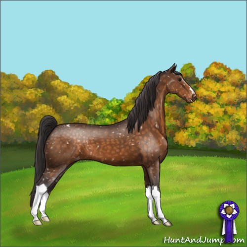 Horse Color:Buckskin Blanket 
